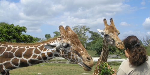 san_diego_zoo